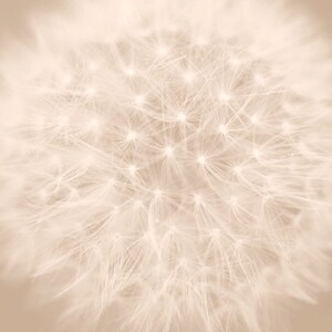 Dandelion artwork, dandelion photography set, 3 11x14, 8x10 pictures, beige wall art, tan neutral decor dandelion abstract art prints modern image 3