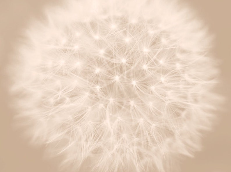 Dandelion artwork, dandelion photography set, 3 11x14, 8x10 pictures, beige wall art, tan neutral decor dandelion abstract art prints modern image 3