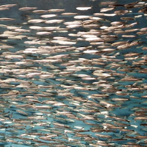 May include: A large school of silver fish swimming in a blue tank. The fish are all facing the same direction and are swimming in a tight formation.