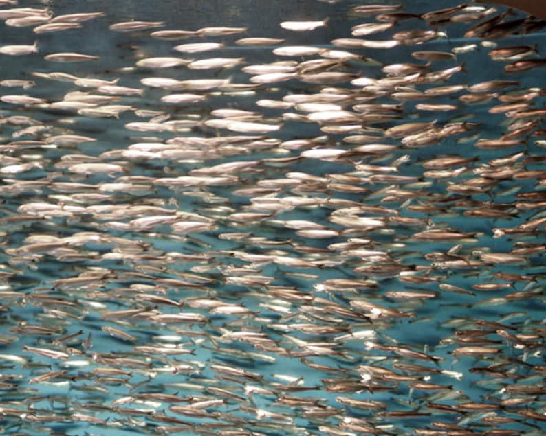 May include: A large school of silver fish swimming in a blue tank. The fish are all facing the same direction and are swimming in a tight formation.