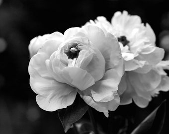 Black and white flower wall art, dark floral photography print 12x12, 18x24 large peony artwork, girls room, bathroom, bedroom wall decor