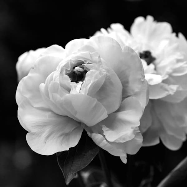 Black and white flower wall art, dark floral photography print 12x12, 18x24 large peony artwork, girls room, bathroom, bedroom wall decor