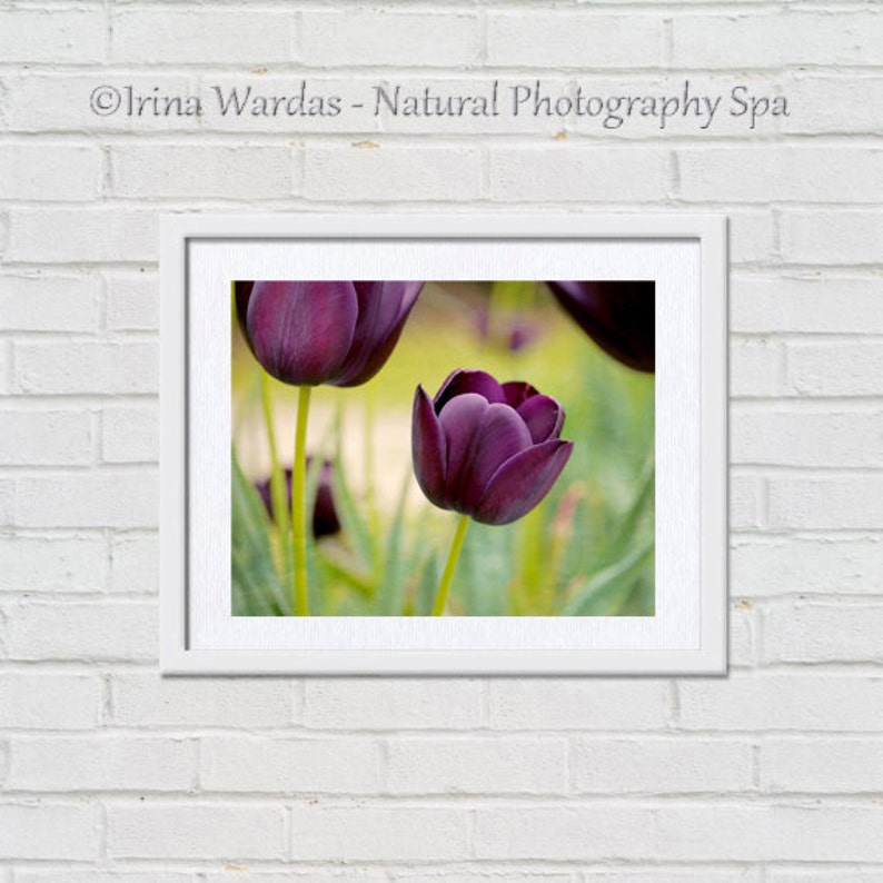 May include: A close-up photograph of a bouquet of dark purple tulips in a garden setting. The tulips are in focus, while the background is blurred.