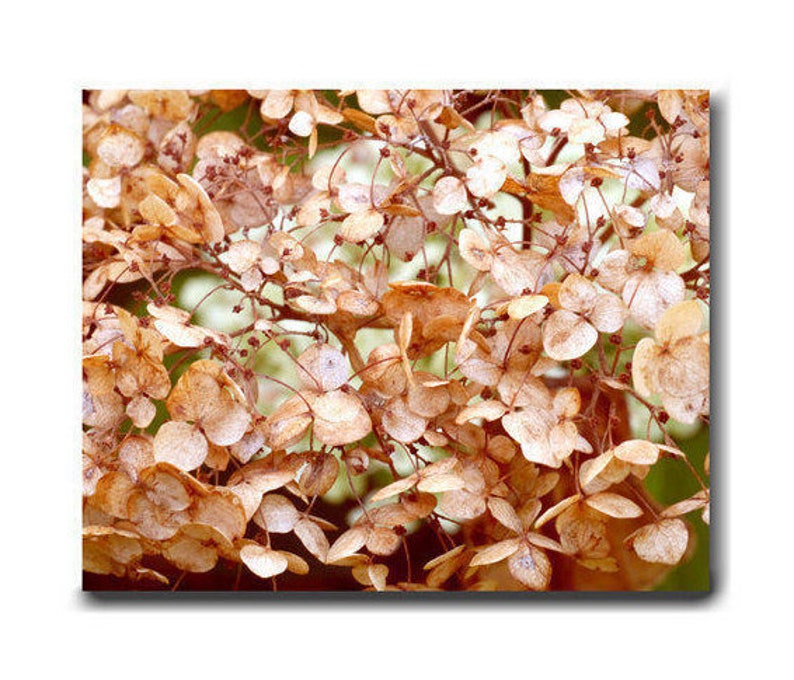 May include: Close-up of a cluster of dried hydrangea flower heads, with a light brown color and a textured surface.