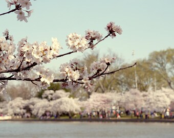 Cherry Blossom DC, Washington DC festival, mint off white spring tree nature photography print, large wall art picture 16x24, 20x30