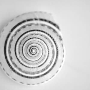 May include: A close-up of a white seashell with a spiral pattern. The shell has a smooth, glossy finish and is a natural, organic material.
