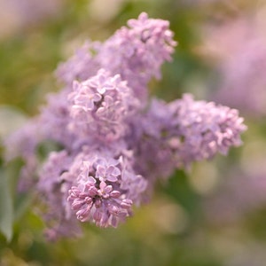 Lilac photography, floral photo print, flower picture 12x12, lilac wall art, nature artwork botanical photo, dusty pink lavender wall decor