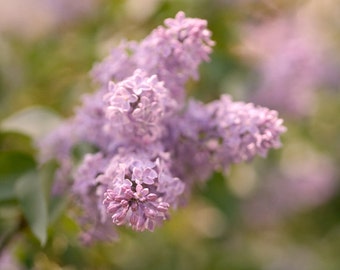 Lilac photography, floral photo print, flower picture 12x12, lilac wall art, nature artwork botanical photo, dusty pink lavender wall decor