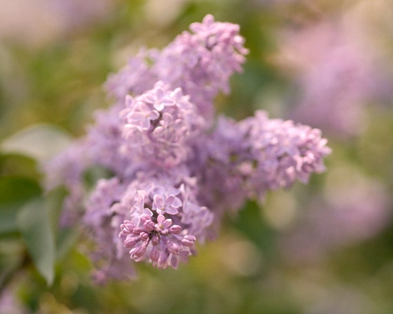 Lilac Photography Floral Photo Print Flower Picture 12x12 Lilac Wall Art Nature Artwork Botanical Photo Dusty Pink Lavender Wall Decor