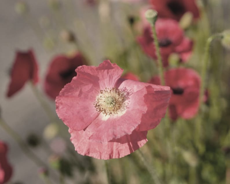 large photography print cottage bedroom wall art decor poppy art print Floral wall art print shabby chic decor pink flower photo print