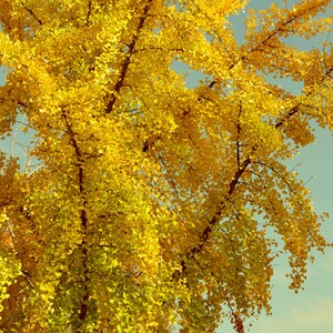 Ginkgo print tree wall art, large photography or canvas, Autumn print, aqua yellow gold fall home decor, bathroom bedroom living room decor