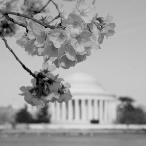 DC Cherry Blossom photography, Thomas Jefferson Memorial art print, large washington dc wall art, DC poster print, pastel, black and white image 3