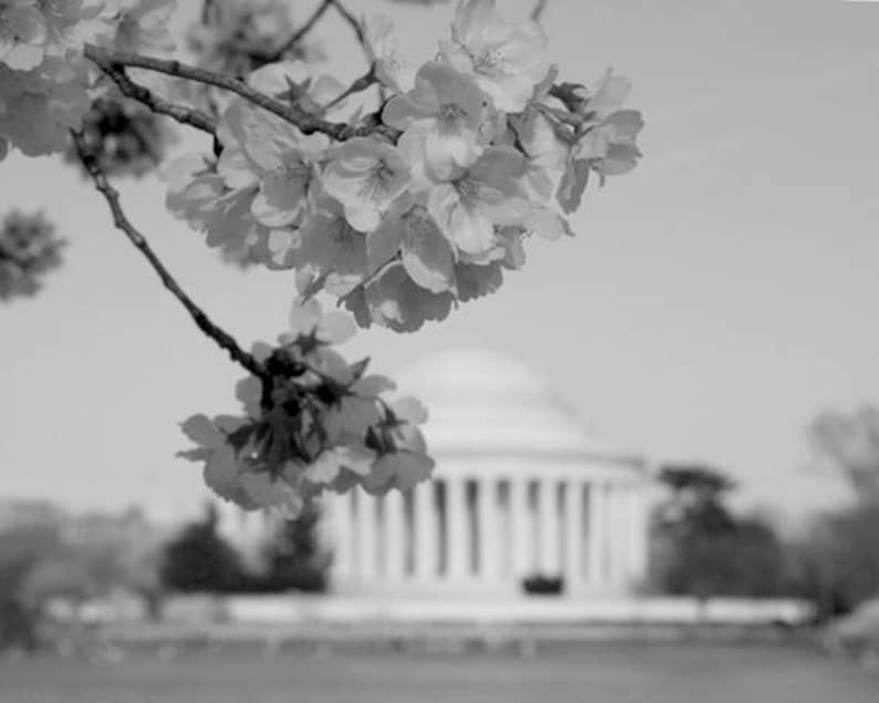 DC Cherry Blossom photography, Thomas Jefferson Memorial art print, large washington dc wall art, DC poster print, pastel, black and white image 3