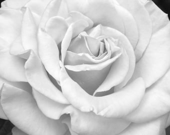 Black and white art rose print, grey flower photography, light gray floral wall art, girls wall art picture, bathroom powder room wall decor