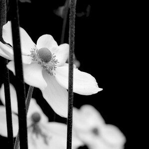 Black and white wall art set of 3 prints, floral photography, modern flower photo gallery wall, bathroom bedroom girls room artwork, anemone image 2