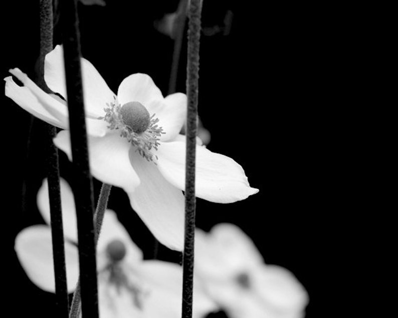 Black and white wall art set of 3 prints, floral photography, modern flower photo gallery wall, bathroom bedroom girls room artwork, anemone image 2