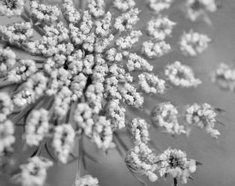 Black and white flower photography, botanical print, Queen Anne's Lace large floral artwork, grey & white bedroom bathroom powder room decor