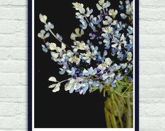 Dark wall art, bluebonnet photograph or canvas, large farmhouse chic wall picture, vertical floral art, black background flower wall decor