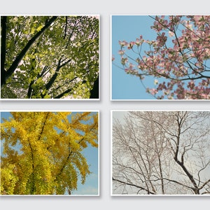 Op de afbeelding: Vier afbeeldingen die de wisselende seizoenen van een boom laten zien. De eerste afbeelding toont een groene boom met bladeren in de lente. De tweede afbeelding toont een boom met roze bloesems in de zomer. De derde afbeelding toont een boom met gele bladeren in de herfst. De vierde afbeelding toont een kale boom met sneeuw op de takken in de winter.