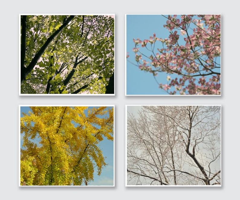 Op de afbeelding: Vier afbeeldingen die de wisselende seizoenen van een boom laten zien. De eerste afbeelding toont een groene boom met bladeren in de lente. De tweede afbeelding toont een boom met roze bloesems in de zomer. De derde afbeelding toont een boom met gele bladeren in de herfst. De vierde afbeelding toont een kale boom met sneeuw op de takken in de winter.