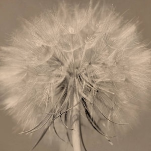 May include: A close-up of a white dandelion seed head with delicate, feathery seeds. The seeds are arranged in a circular pattern, creating a soft, fluffy texture.