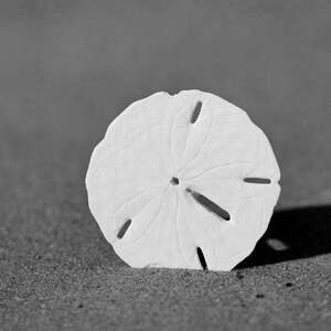 Sand dollar wall art shell photography, black and white beach picture, beach bathroom, nautical decor, minimal art coastal large art print