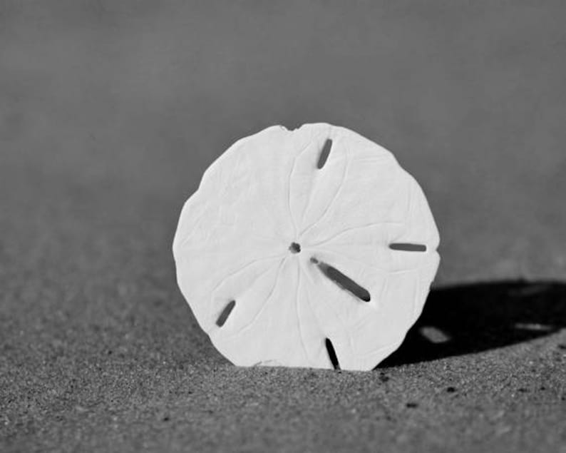 Sand Dollar Wall Art S Photography Black And White Beach Picture Bathroom Nautical Decor Minimal Coastal Large Print
