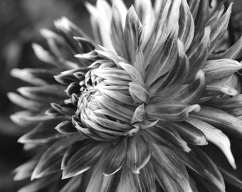 Black and white flower photography, dahlia print or canvas floral wall art, extra large modern artwork, dark wall decor, macro photography