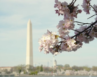 DC Cherry Blossom photography print, Washington Monument, pastel Washington DC art picture, large wall art decor, black and white