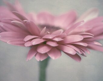 Pink and grey wall art dusty pink daisy flower artwork, bedroom bathroom wall decor, floral art print 11x14, 16x20, black & white