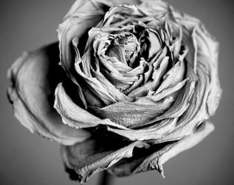 Black and white photography print, dry rose art, flower on canvas wall art, shabby chic grey floral wall decor, extra large picture 24x30