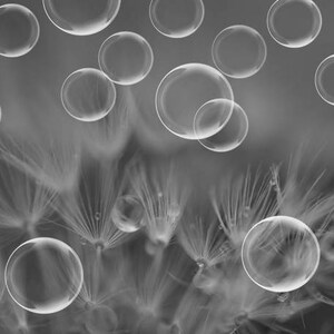 Black and white bathroom wall decor, bubble and dandelion photo print, abstract art, kids bathroom wall art, nursery decor, laundry room