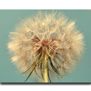 Dandelion photography print or canvas, extra large wall art, modern farmhouse wall decor, rustic floral botanical print, aque beige brown