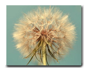 Dandelion photography print or canvas, extra large wall art, modern farmhouse wall decor, rustic floral botanical print, aque beige brown