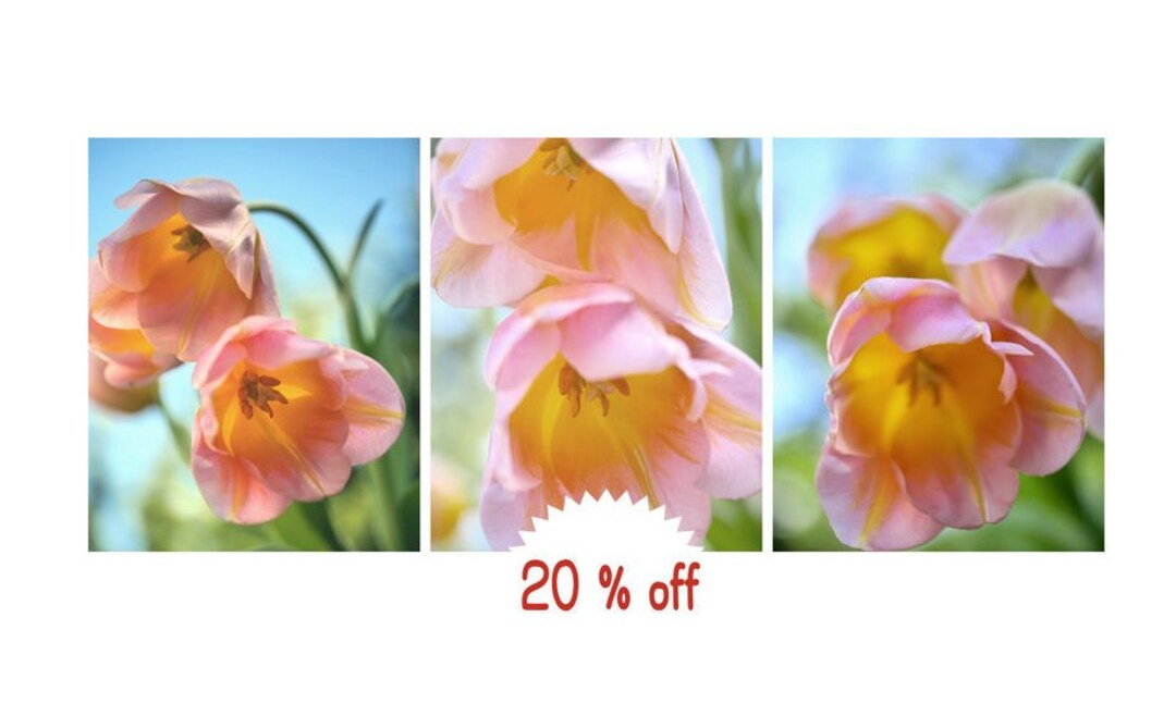 Floral Pictures, Pink Tulip Set of 3 Wall Art Flower Photographs or ...