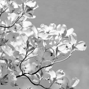 May include: A black and white photograph of a flowering dogwood tree branch with delicate white blossoms.