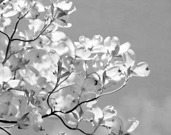 Black and white photography print large floral print, Dogwood tree branch, grey and white wall art shabby chic decor bedroom nursery picture