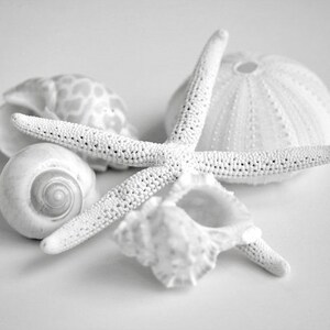May include: A white starfish, a white sea urchin, and two white seashells on a white background.