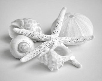 Pale grey bathroom wall art sea shells art print, starfish photography, coastal beach cottage bathroom, powder room wall decor wall picture