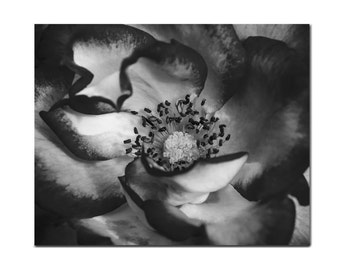 Black and white print, flower wall art canvas or floral photography print, rose stamens dark floral art, 12x16 art print modern home decor