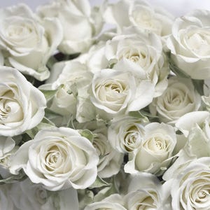 White roses photography, white rose print, shabby chic wall decor, white flowers floral bathroom bedroom wall art, large photograph canvas