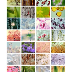 May include: A collage of 25 nature photographs featuring a variety of trees, flowers, leaves, and branches. The images are arranged in a grid pattern and showcase different colors and textures. The text "Irina Wardas Fine Art Photography" appears at the bottom of the collage.