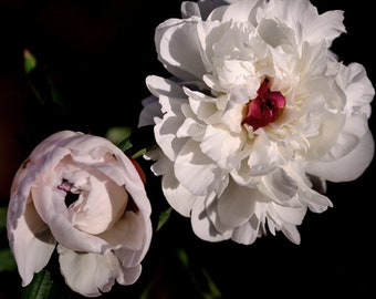 Dark floral print, shabby chic wall decor, white pale pink peony picture, flower photo or canvas, still life large wall art, burgundy green