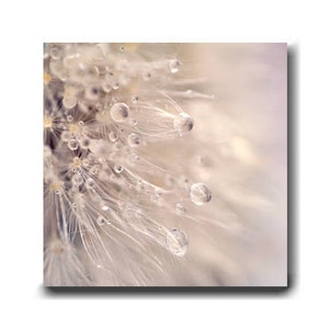 Dandelion wall art photography print or canvas, neutral beige wall art, bathroom bedroom wall decor, square 12x12, 20x20 rain drops artwork
