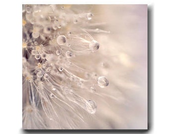 Dandelion wall art photography print or canvas, neutral beige wall art, bathroom bedroom wall decor, square 12x12, 20x20 rain drops artwork