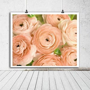 Op de afbeelding: Een close-up van een boeket perzikkleurige ranonkels. De bloemen zijn in een tros gerangschikt, met de bloemblaadjes die elkaar overlappen en een zachte, romantische uitstraling cre&euml;ren.