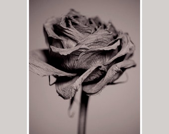 Sepia print, dry rose photography, brown tan flower artwork, vertical floral art print, bedroom bathroom girl room wall decor picture