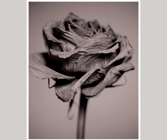 ROSE CANVAS LIGHT SEPIA FLORAL ARTWORK WALL PICTURE A1