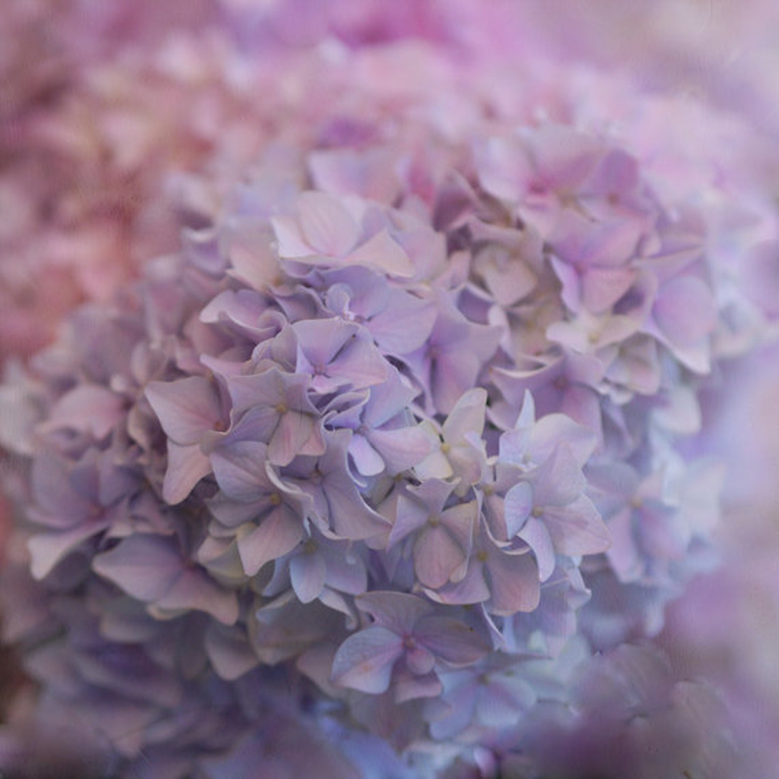 Lavender Hydrangea Photography Print or Floral Wall Art - Etsy