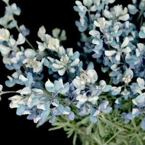 Dark floral art print blubonnet wall art, wall picture or canvas photograph, country chic decor, blue flowers, black background botanical